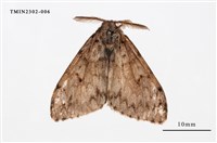 藏品(L紋灰舞毒蛾)的圖片